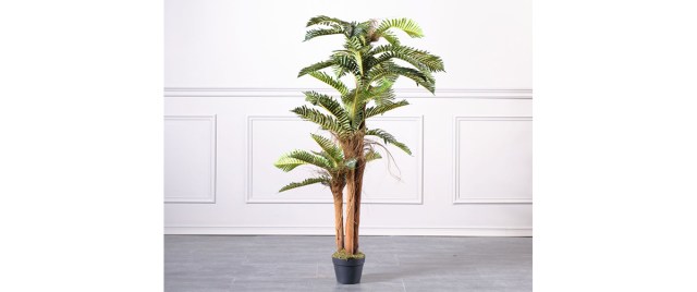 Διακοσμητικό φυτό Palm