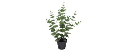 Eucalyptus